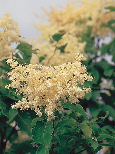 syringa reticulata